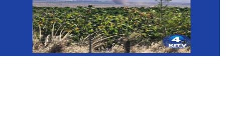 Aloha Friday Weather: Clouds, light showers and breezy trades, winds lighten over the weekend - Vimarsana News
