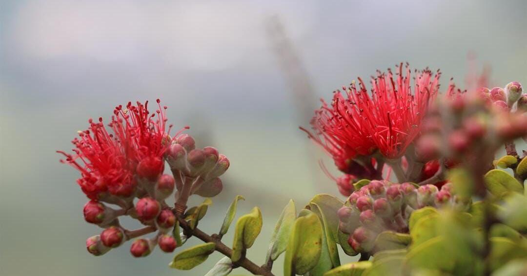 Merrie Monarch travelers warned: Don’t take ‘ōhi’a off Big Island