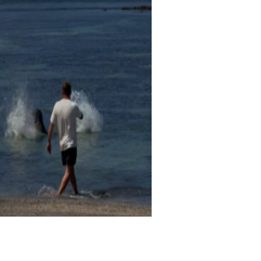 Washington federal judge orders monk seal harassment case to happen in Hawaii