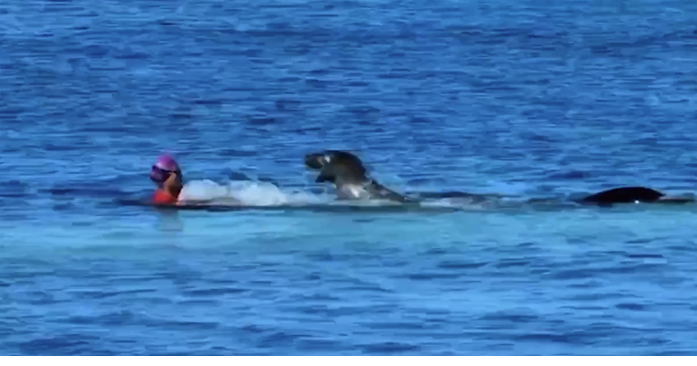 Rocky the seal attacks swimmer at Kaimana Beach | Island Life