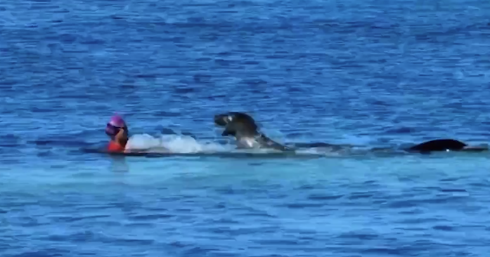 Rocky the seal attacks swimmer at Kaimana Beach | Island Life