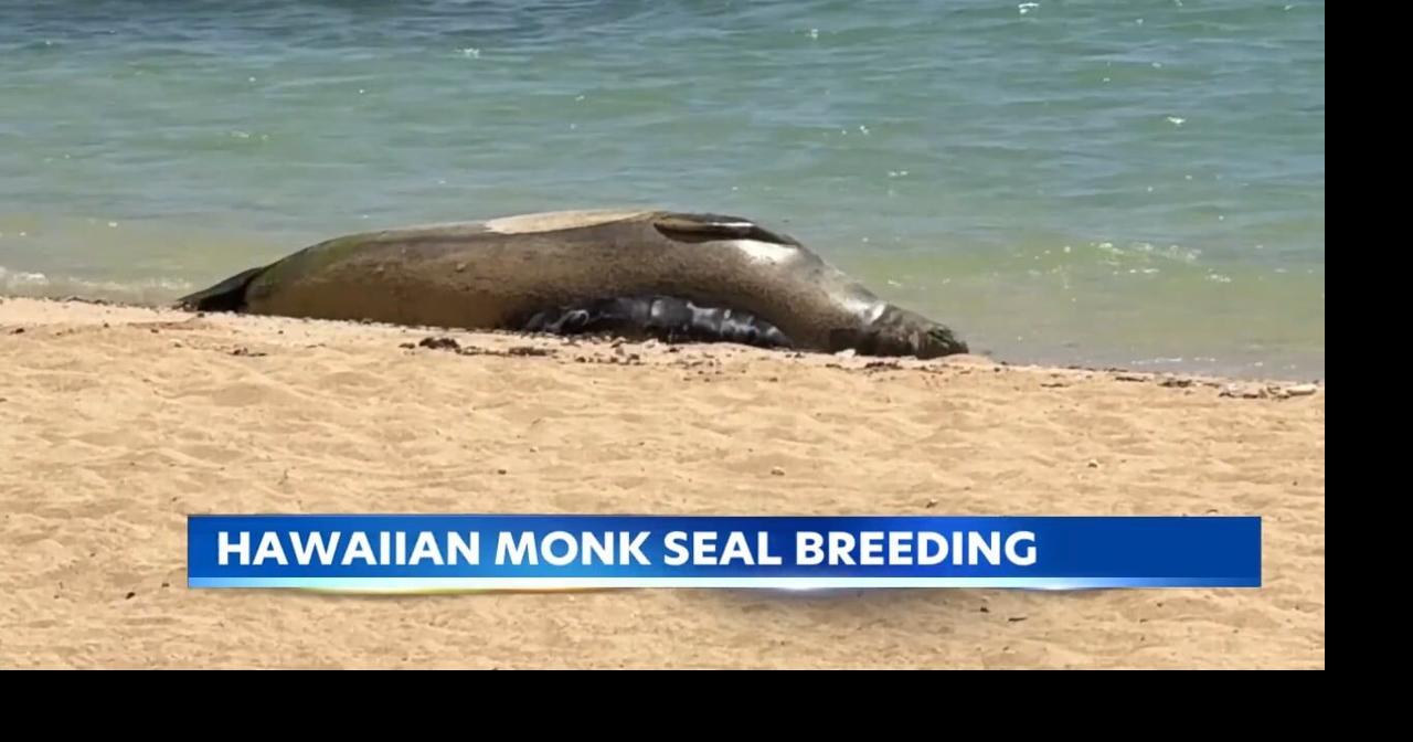 Hawaiian monk seal pup born in Waikiki prompts safety measures