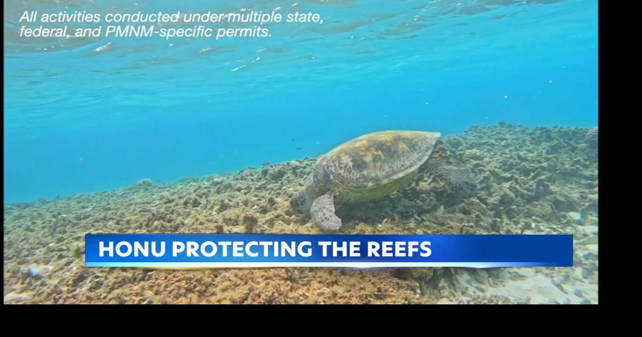 Honu could protect Hawaii reefs from invasive seaweed