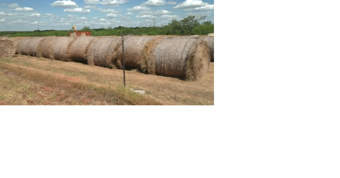 Many farmers worried about a hay shortage in Hawaii - Vimarsana News