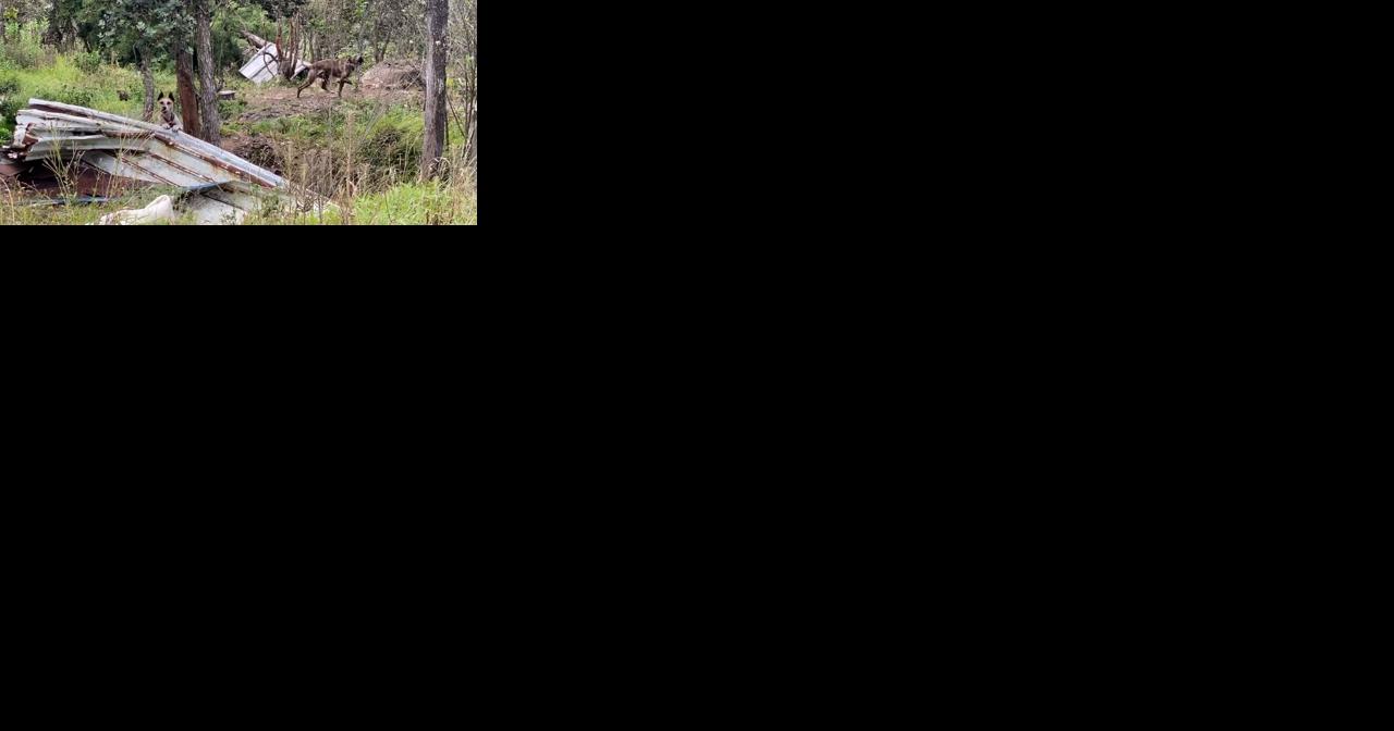 Hawaii county urges state to stiffen penalties for negligent dog owners - Vimarsana News