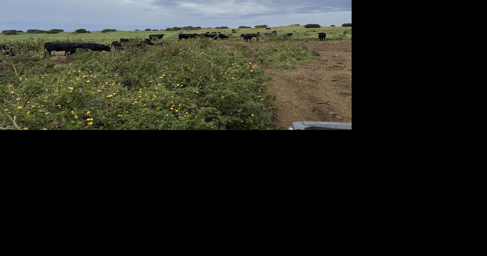 Water cut off for thousands of cattle in the Big Island's Ka'u district