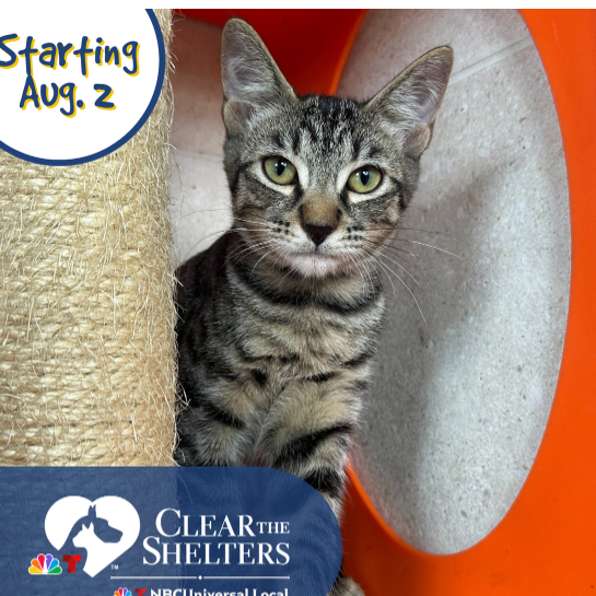 Adopt an animal for free during 'Clear the Shelters Month' - Vimarsana News