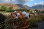 New data shows a nearby margin between local and imported eggs