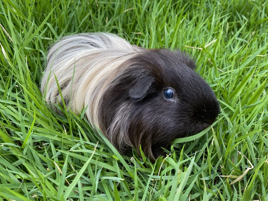 Maui animal shelters say there is an overpopulation of guinea pigs | News |  