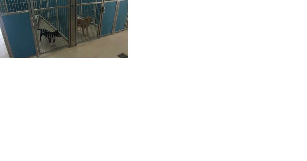 Hawaiian Humane Society reminds pet owners to microchip their pets before New Years Eve - Vimarsana News
