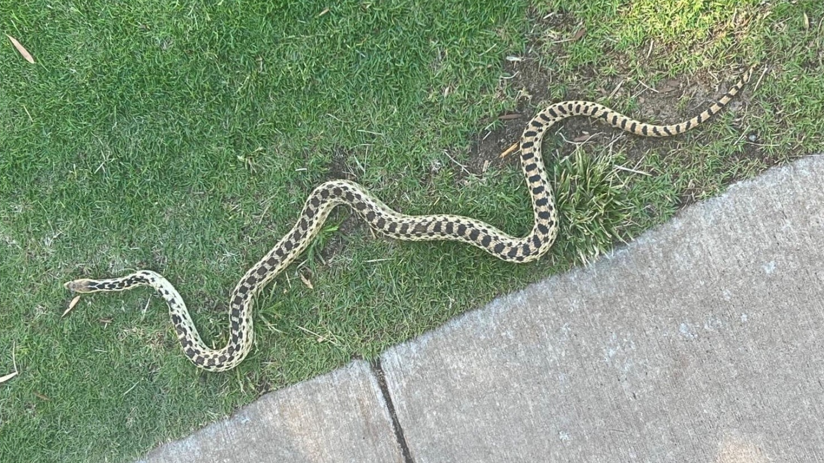 Rattlesnake alert: Confirmed report of venomous snake in NJ neighborhood