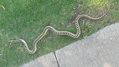 Family finds rattlesnake in toilet, then 23 more underneath their house -  CBS News