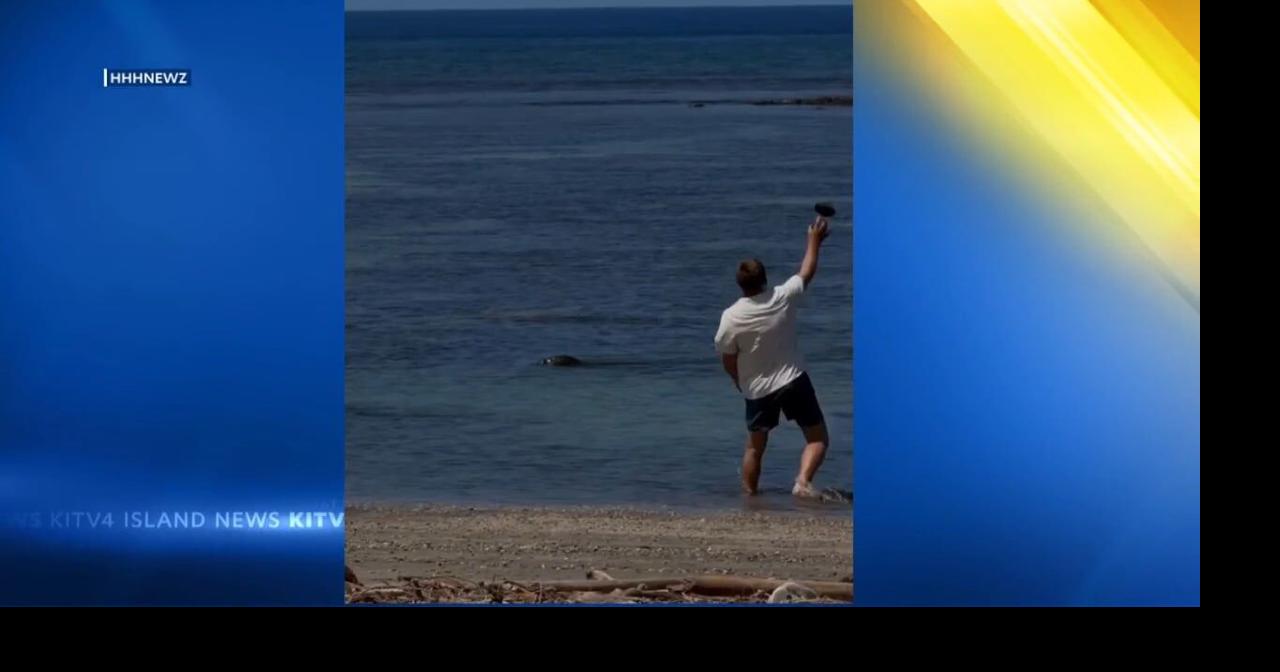 Man launches rock at endangered Hawaiian monk seal, sparks online outrage