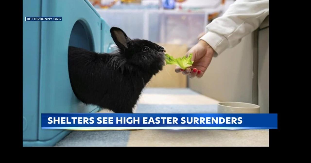 Hawaii teen rescues abandoned Easter bunnies dumped after holiday