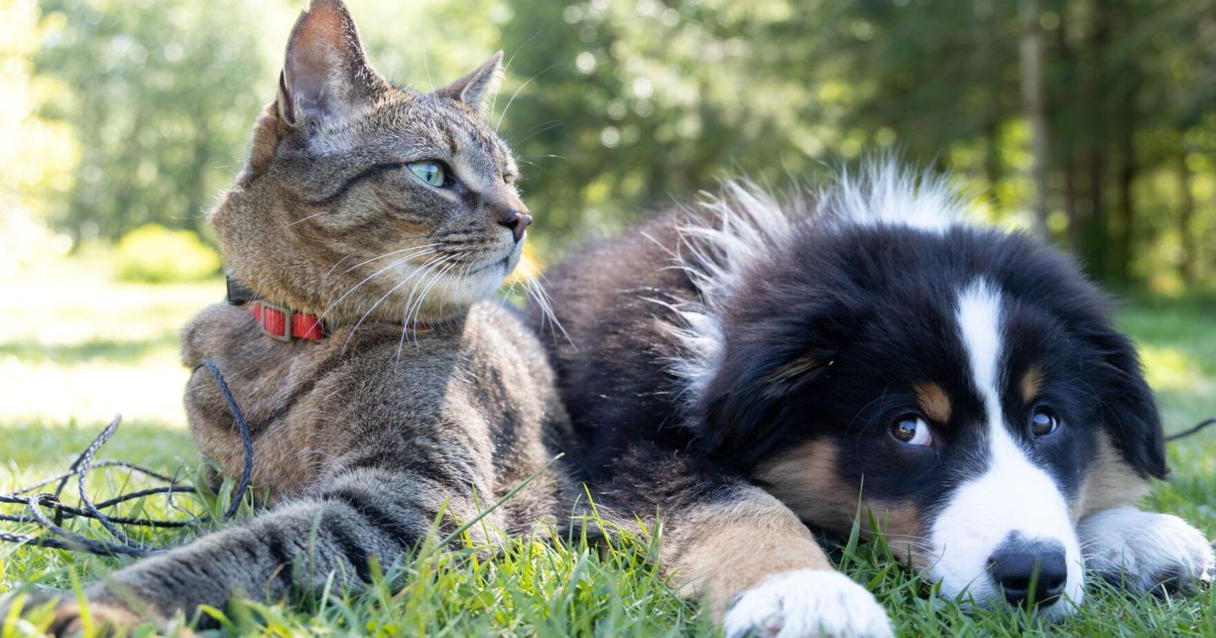 Ways to keep pets safe and calm during fireworks commotion - Vimarsana News