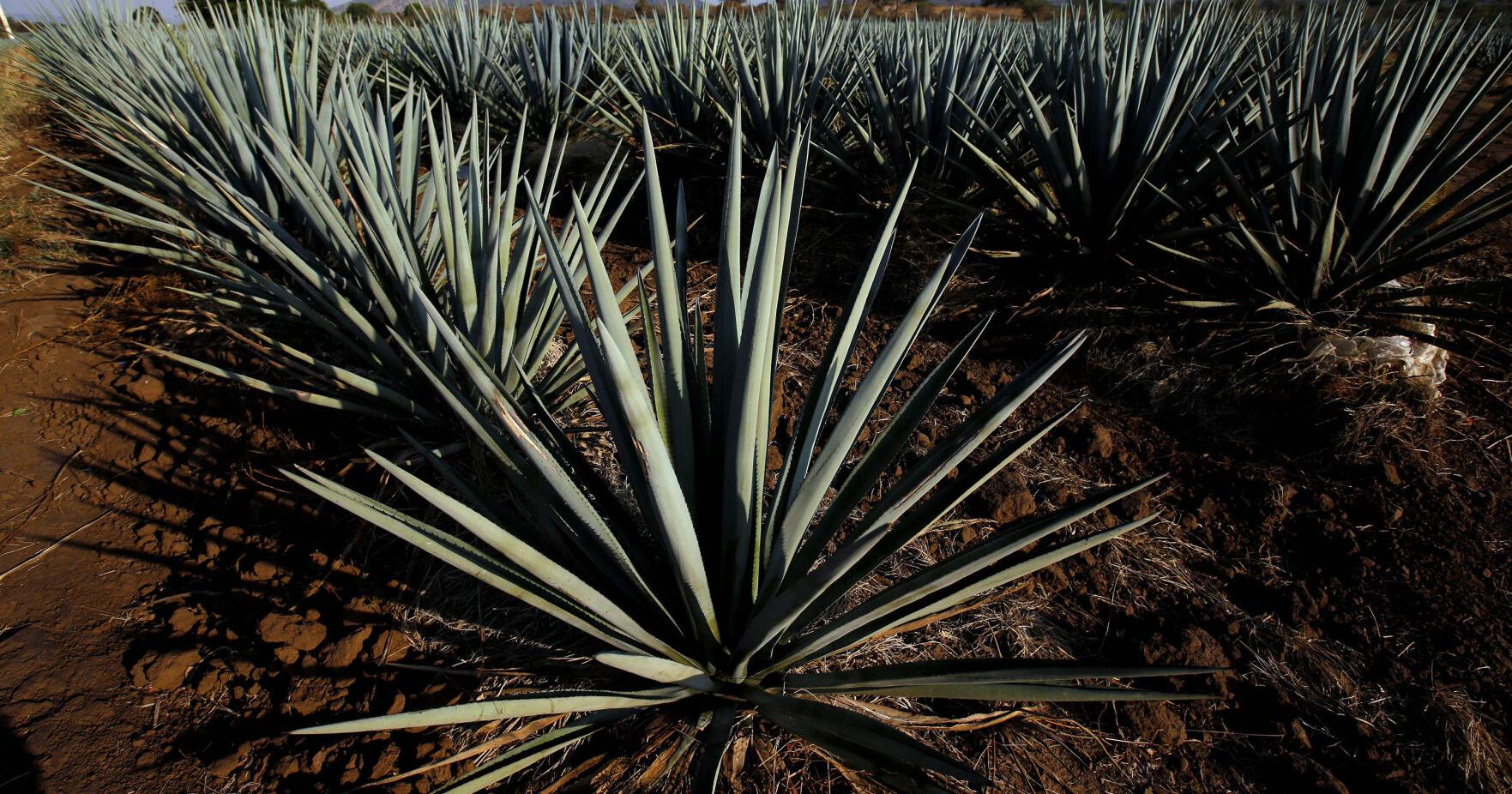 Why the climate crisis may be coming for your margarita next - Vimarsana News