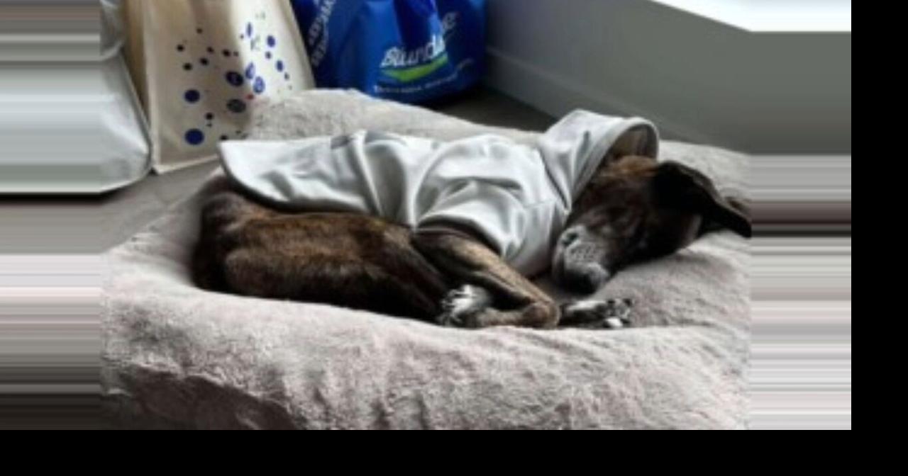 Rocky the dog found after 43 days lost in Colorado wilderness | News ...