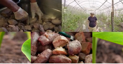 Financial support coming for Hawaii farmers - Vimarsana News