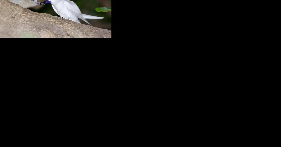 Federally protected birds are nesting in path of future Skyline rail route - Vimarsana News