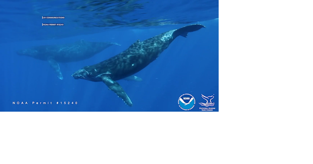 New study suggests climate change may affect humpback whale migration to Hawaii - Vimarsana News