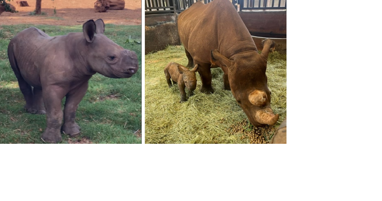 Honolulu Zoo holds naming contest for new baby rhino | Business | kitv.com