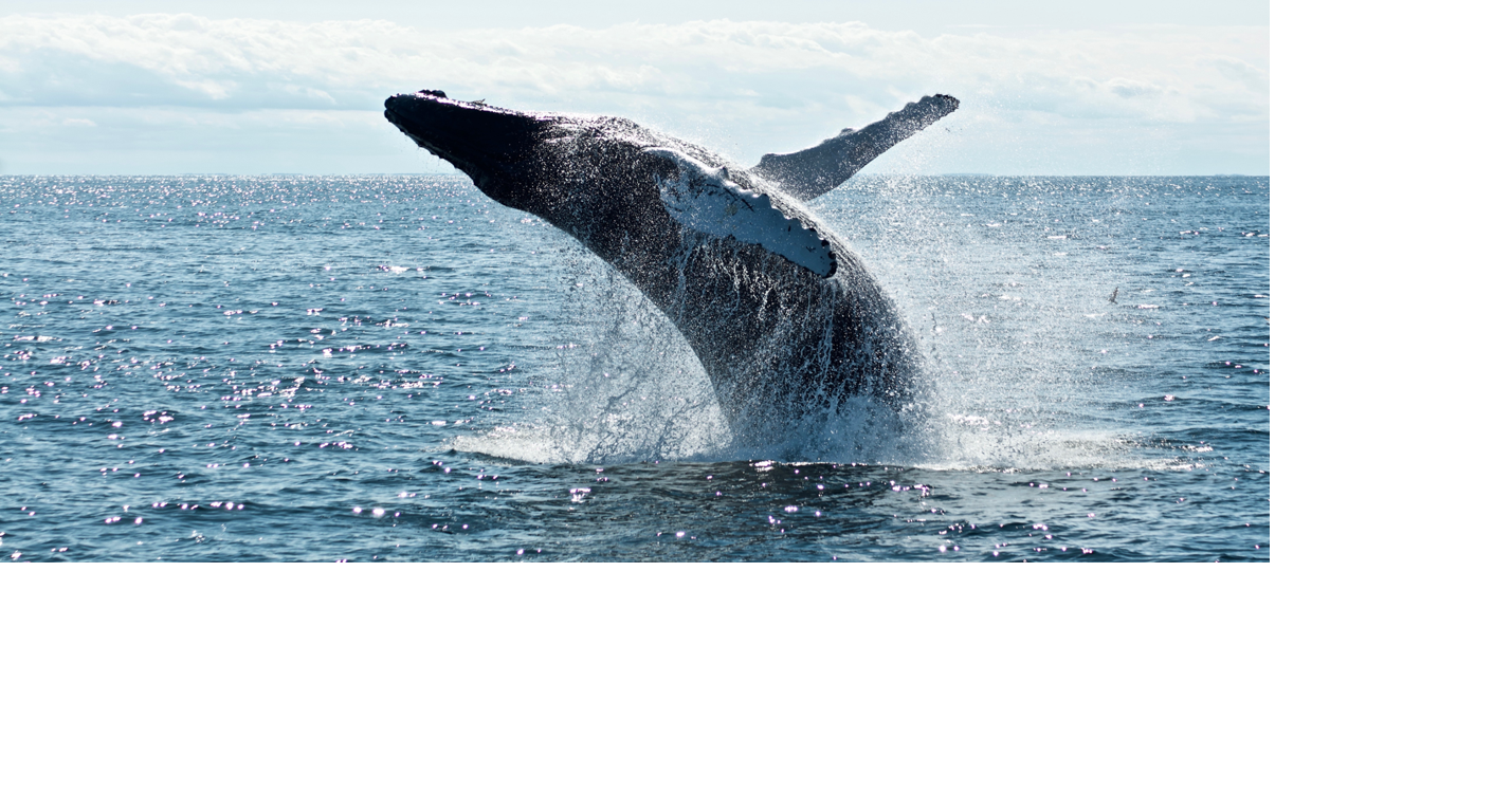 First 2026 whale count shows slight dip in humpbacks