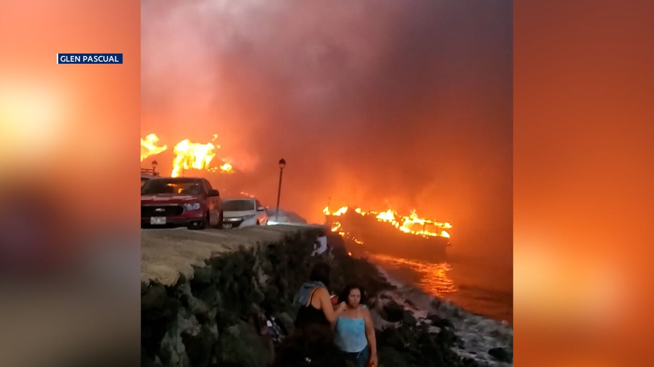 Cat Who Missing During Maui Fires Found Safe Near Destroyed Home