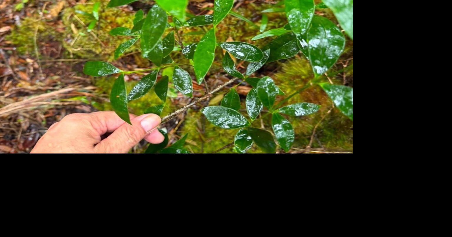 Merrie Monarch Festival calls for pause on picking native plants | News ...