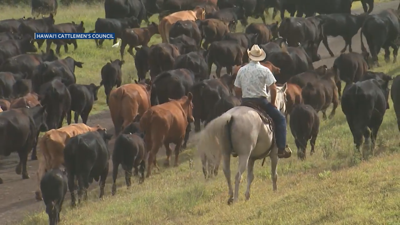 Hawaii Cattlemen