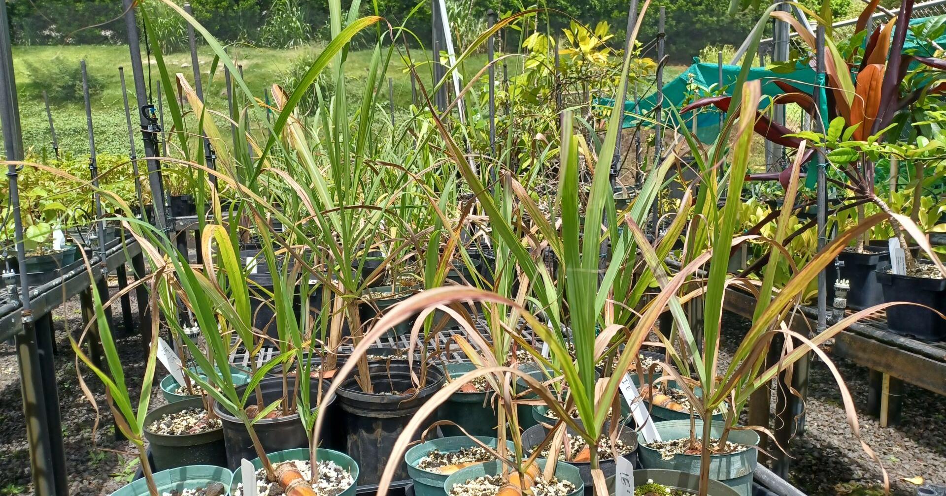 Senators hope placards at agriculture businesses would stop spread of invasive pests - Vimarsana News