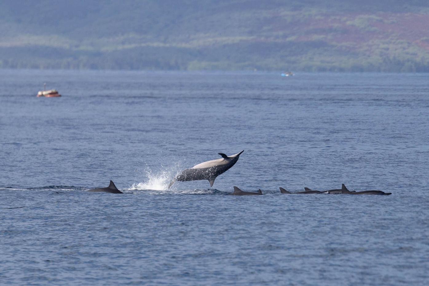 Introducing the RETHINK Kit! - Pacific Whale Foundation