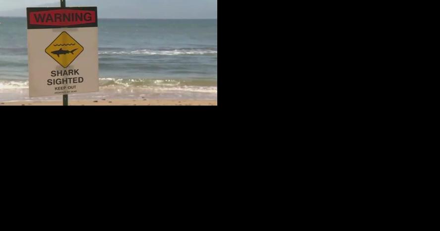 Aggressive 8-foot shark spotted at Kahe Point - Vimarsana News