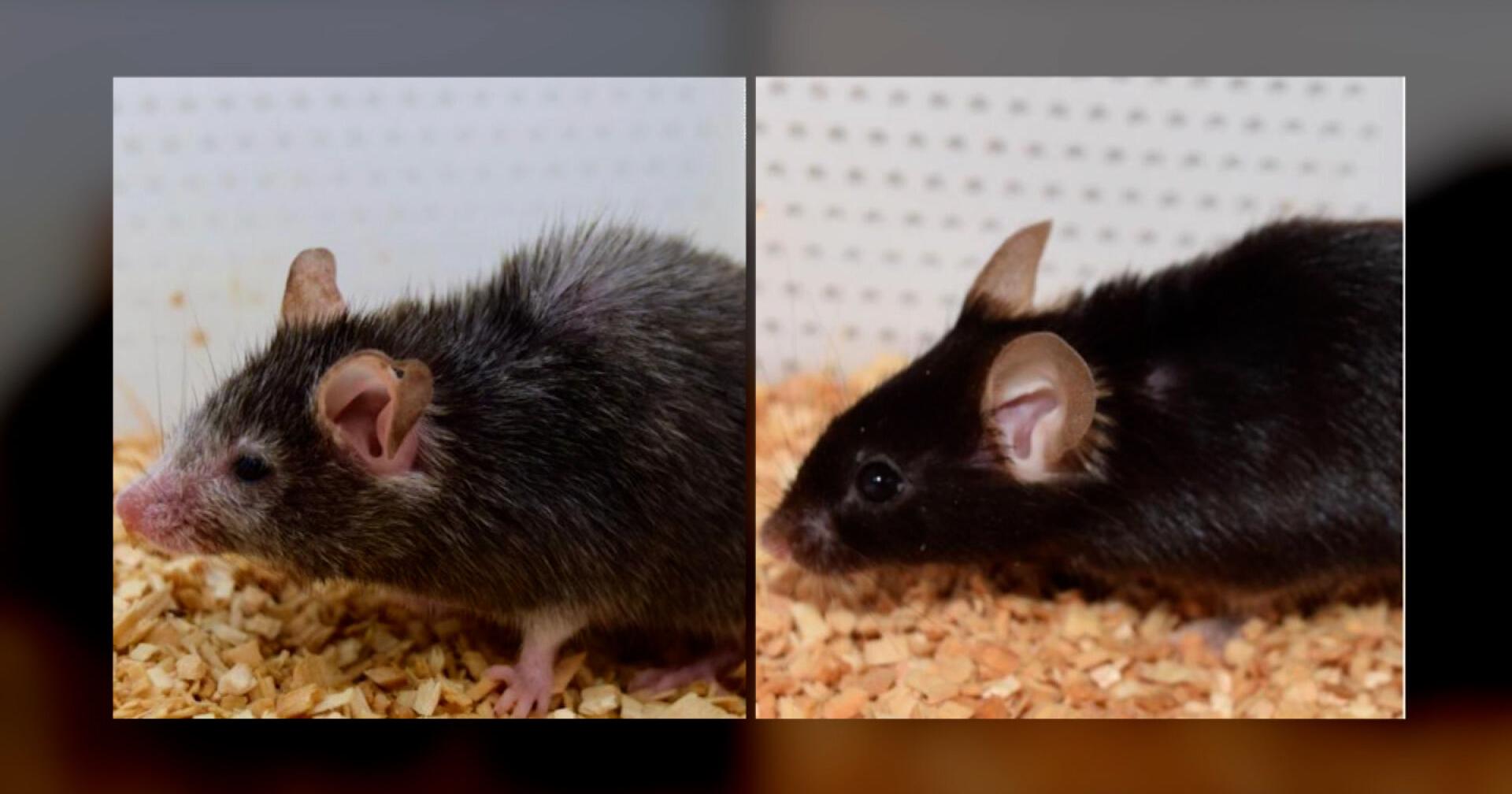 Old mice grow young again in study. Can people do the same? - Vimarsana News