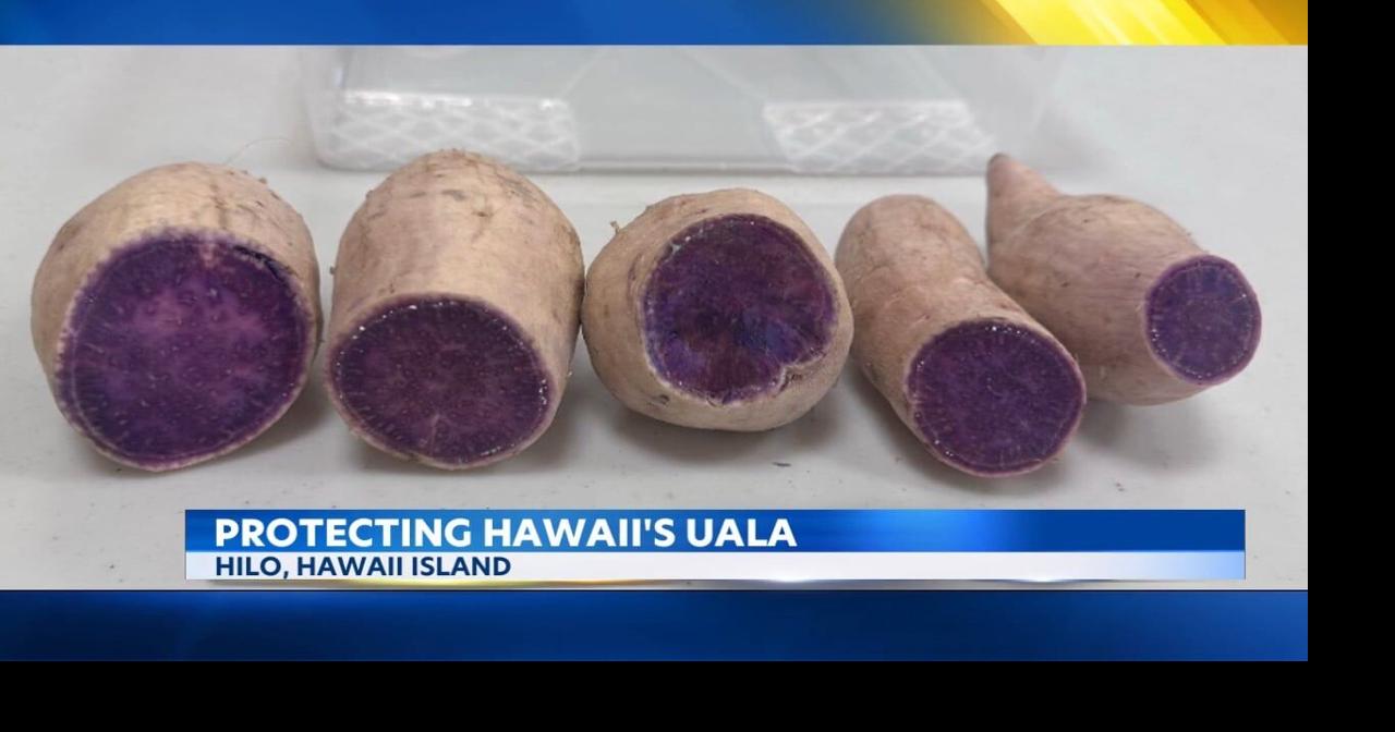 Hilo research center keeps Hawaii's sweet potato crops virus-free
