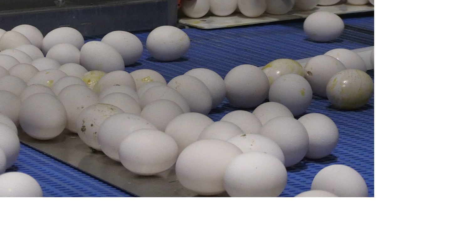 One of Hawaii's largest eggs farms, Waialua Fresh, faces controversy