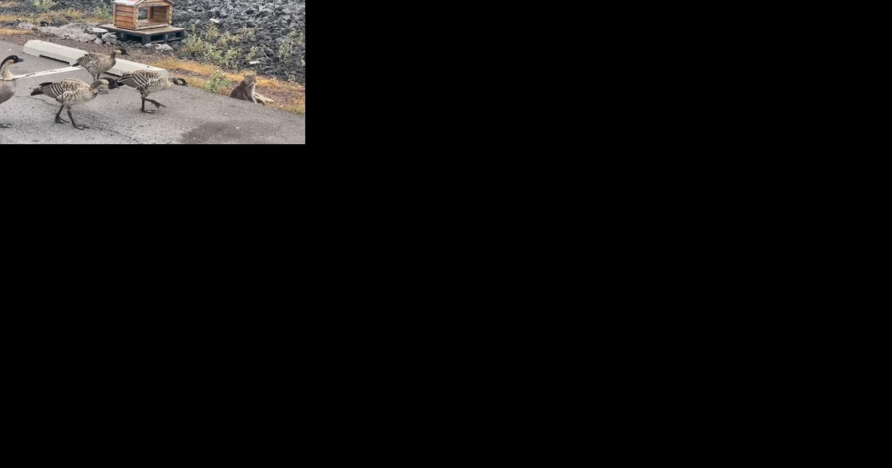 Cat loving activists gefy DLNR prohibition - Vimarsana News