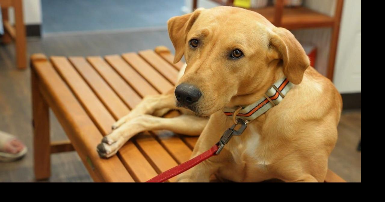 Why Local Vets Refer Their Toughest Cases Here