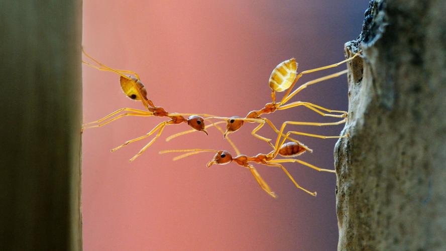 Scientists have estimated how many ants there are on Earth. Clue: It's a lot