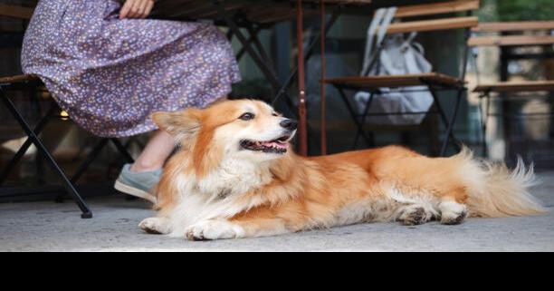 Dogs to be allowed in Hawaii’s restaurants and bars with potential change | News