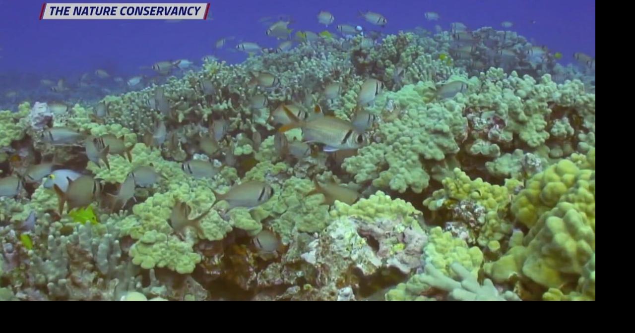 Fear & Fish: What Can Landscapes of Fear Do For Conservation of Coral ...