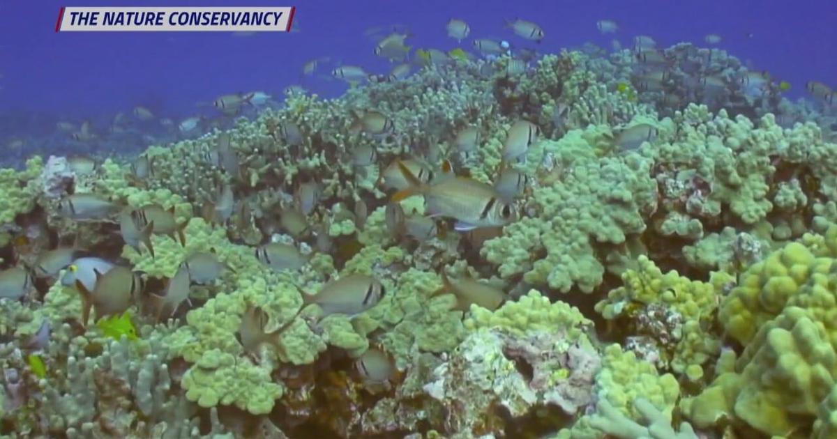 Fear & Fish: What Can Landscapes of Fear Do For Conservation of Coral ...