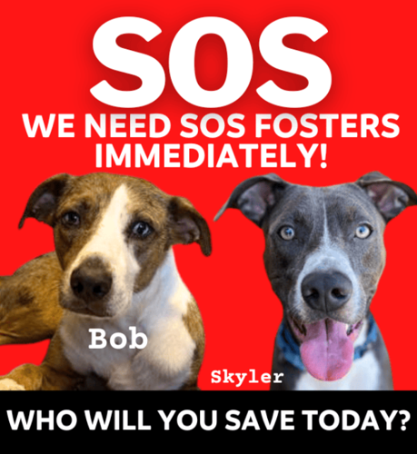Maui Humane Society in need of SOS foster parents due to brush