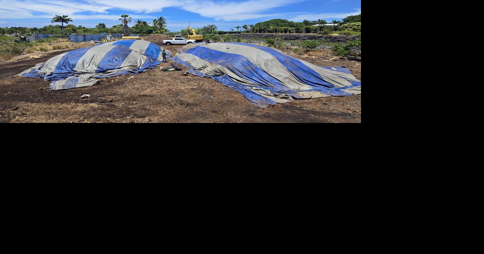 Safeguarding tips provided as Hawaii Island contends with coconut rhinoceros beetle issues