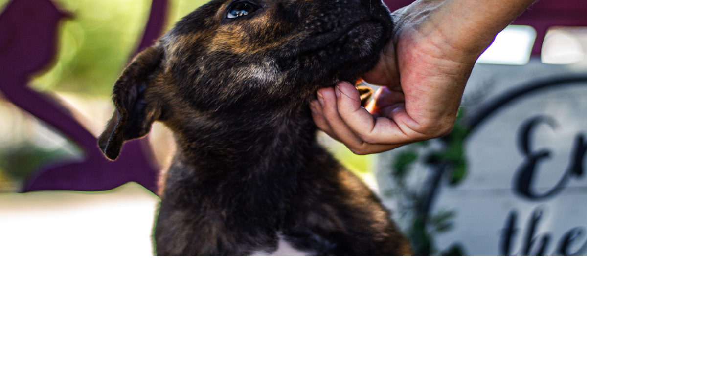 Hawaiian Humane Society seeks 100 fosters after storm surge of strays