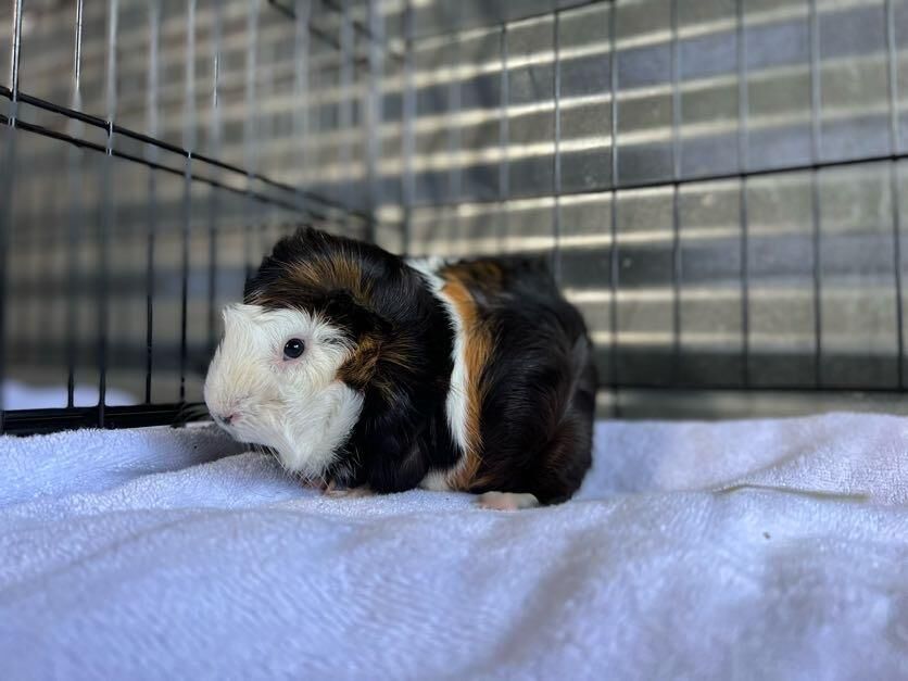 Free guinea pigs near hot sale me