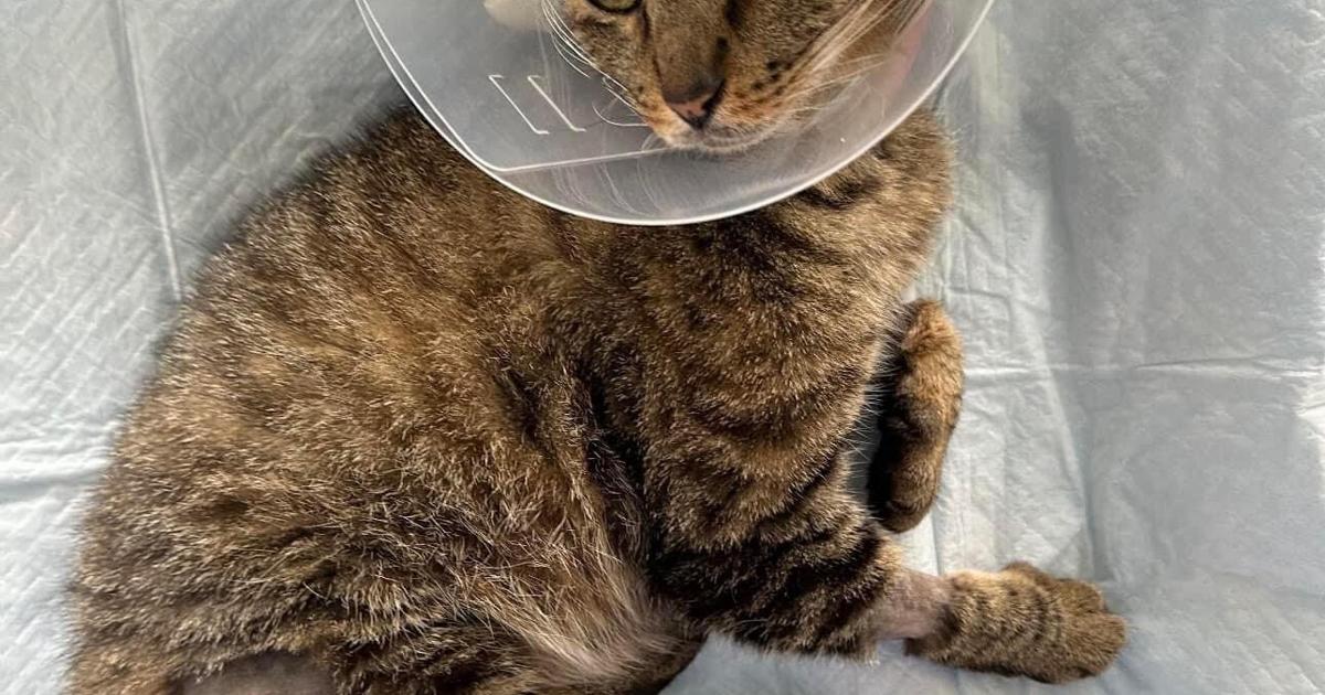 Vet Neglects Cat's Needs: No Cone After Neutering