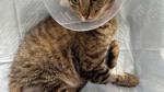 Makaha cat owner faced with $12,000 vet bill after cat's back legs shot