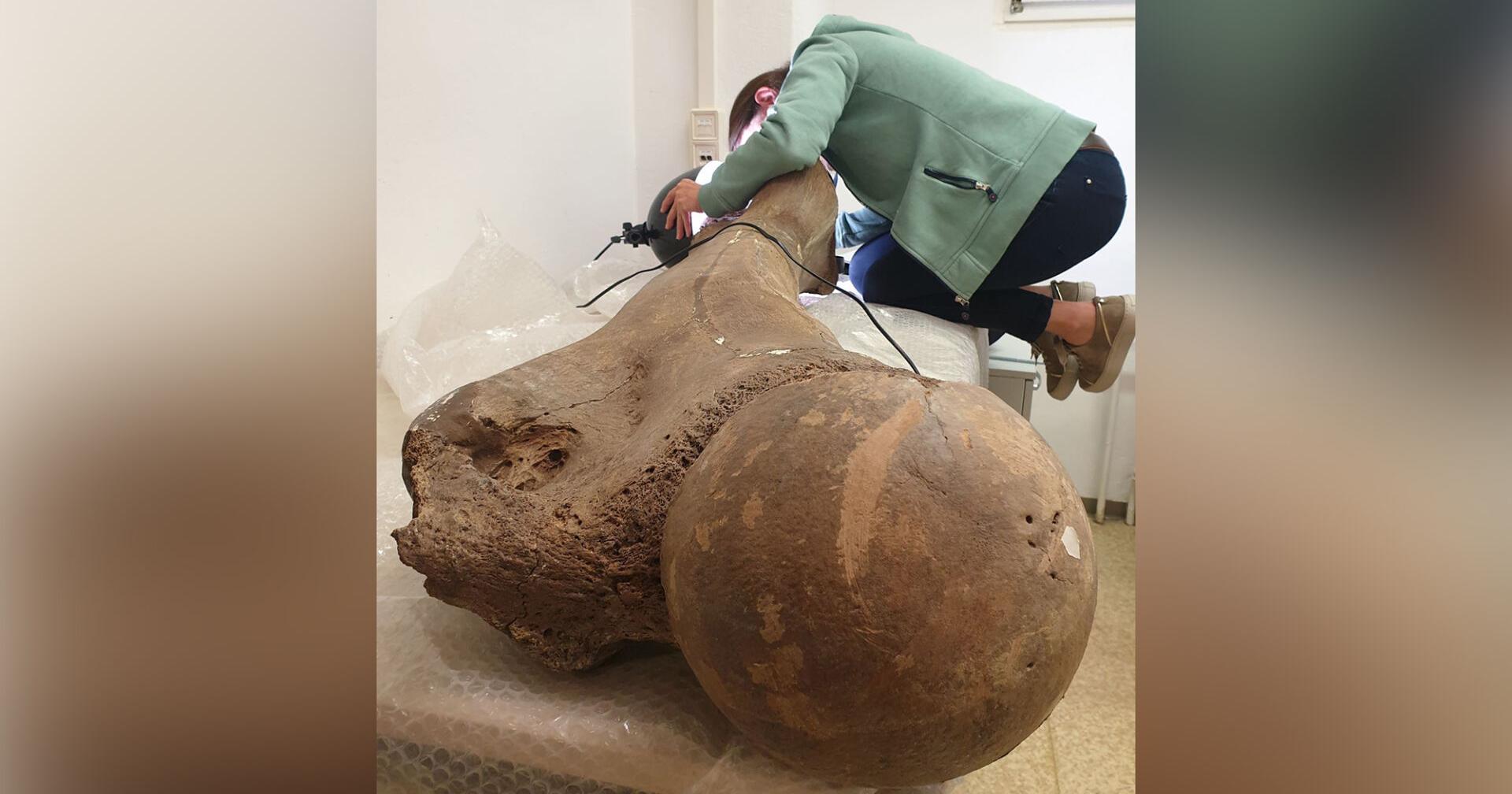 Neanderthals hunted massive elephants that once roamed northern Europe - Vimarsana News