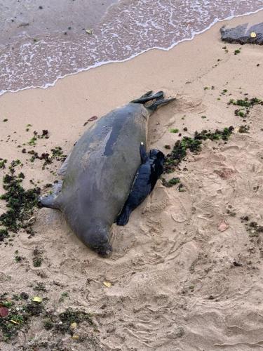 Beach birth: Hawaii blocks some Waikiki sands for seal pup