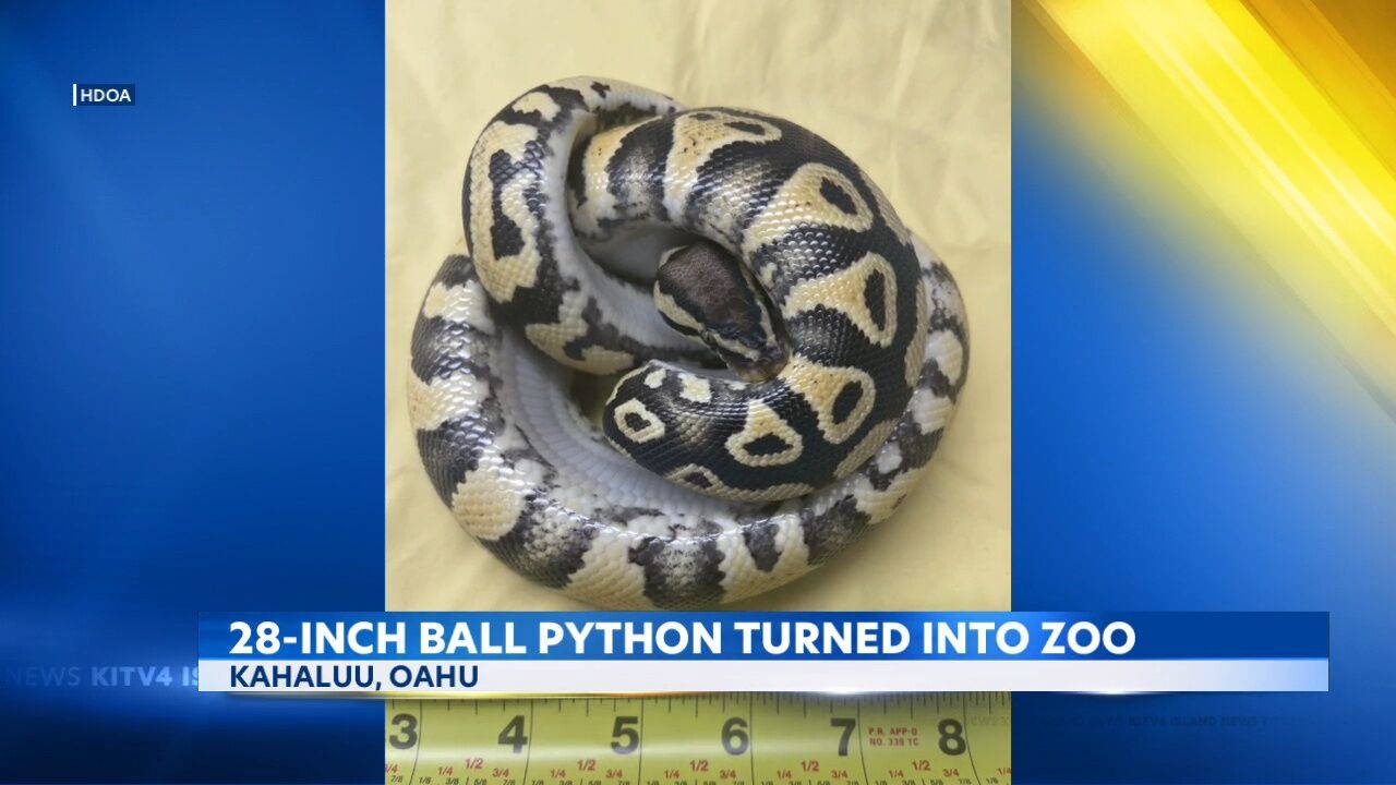 Arizona Woman Discovers Snake Inside Her Toilet